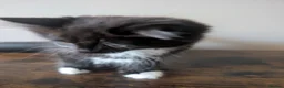 Mixed Breed cats for sale: Black & white and tortoise shell kittens - Advert 3