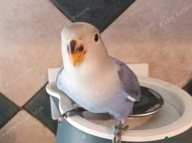Lovebirds birds Beautiful super friendly hand reared lovebird - Advert 2