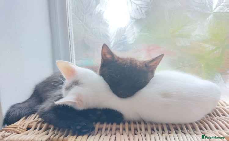 Mixed Breed cats - Advert 6