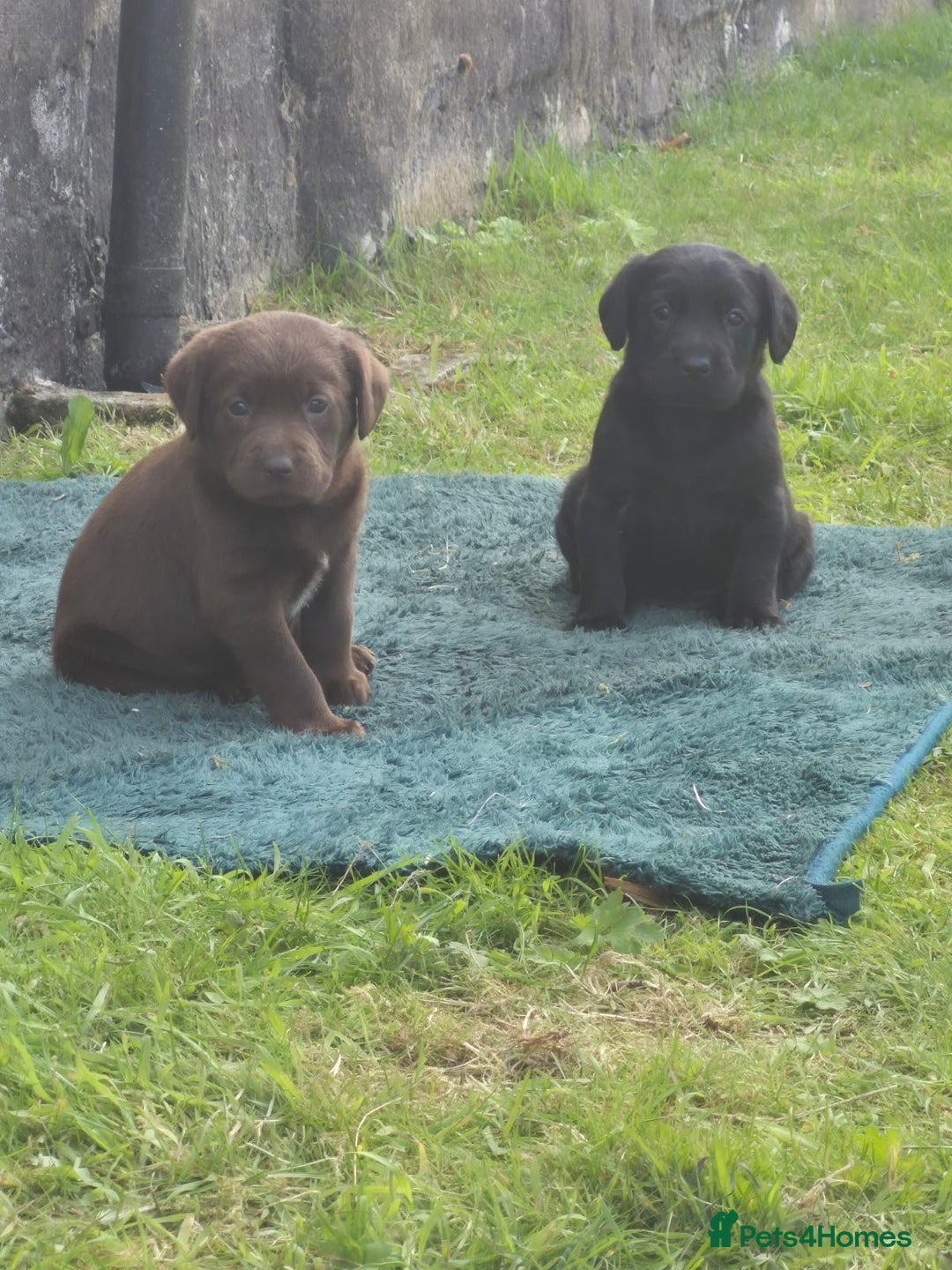 Springador dogs for sale: Springador Puppies - Image 6