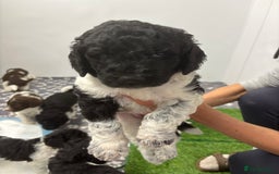 Bernedoodle dogs for sale: F1b St Berdoodle pups born 18/09 - Image 26