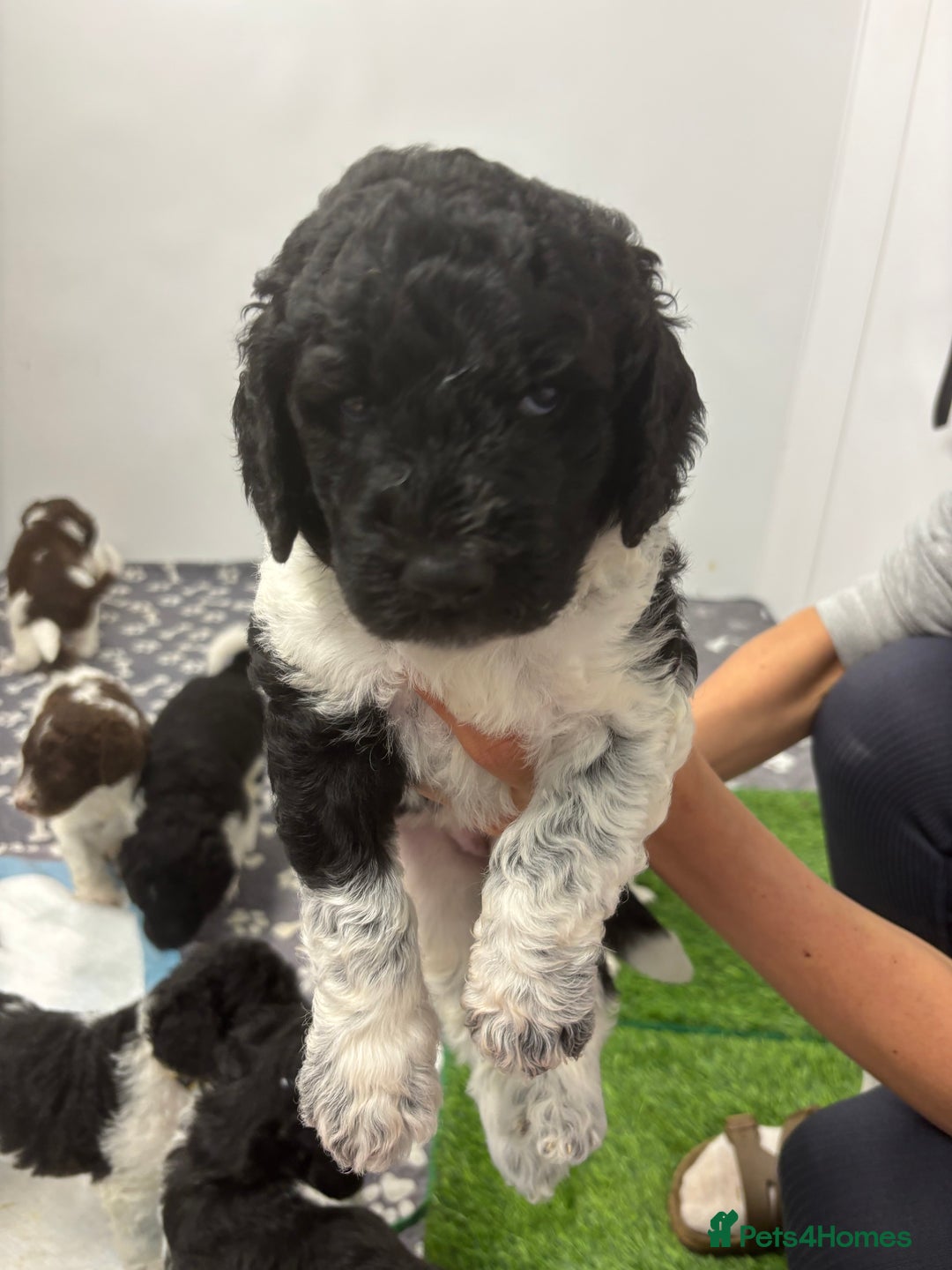 Bernedoodle dogs for sale: F1b St Berdoodle pups born 18/09 - Image 26