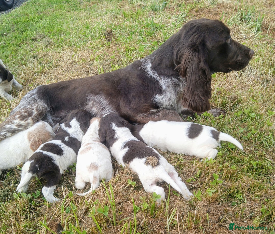 Sprocker dogs for sale: Beautiful f2 sprockers - Image 30