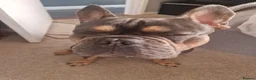 French Bulldog dogs for sale: Frenchbull dog boy  - Advert 4