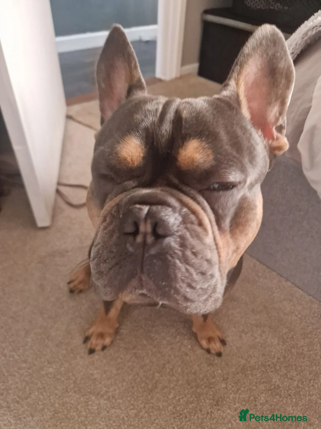 French Bulldog dogs for sale: Frenchbull dog boy  - Advert 4