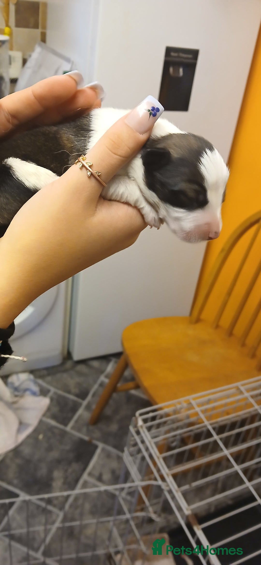 Border Collie dogs for sale: My babies  - Image 14