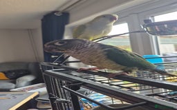 Conures birds for sale: One male Conure and one female Quaker - Image 5