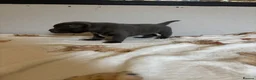 Staffordshire Bull Terrier dogs for sale: BEAUTIFUL BLUE STAFFY PUPPIES  - Advert 6