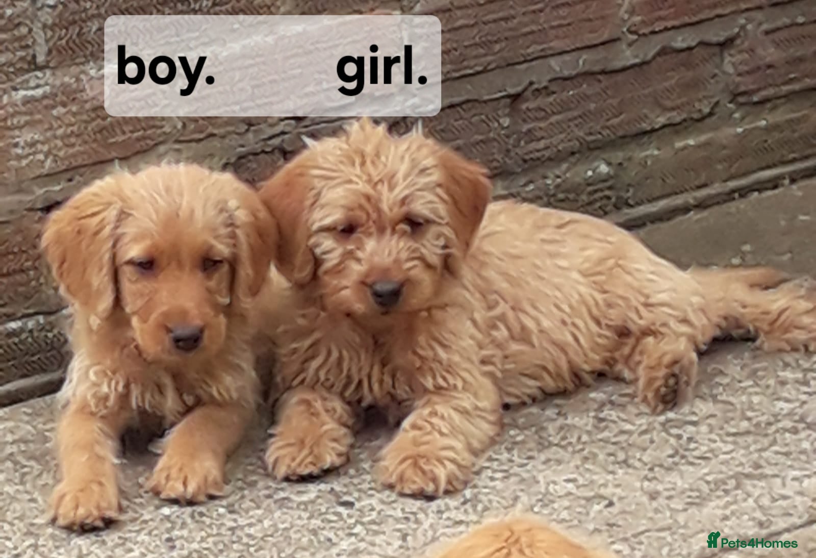Labradoodle dogs Miniature Labradoodle Puppies / fully vaccinated  - Advert 3