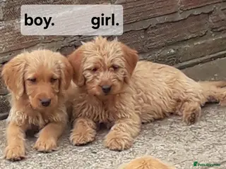 Labradoodle dogs Miniature Labradoodle Puppies / fully vaccinated - Advert 3