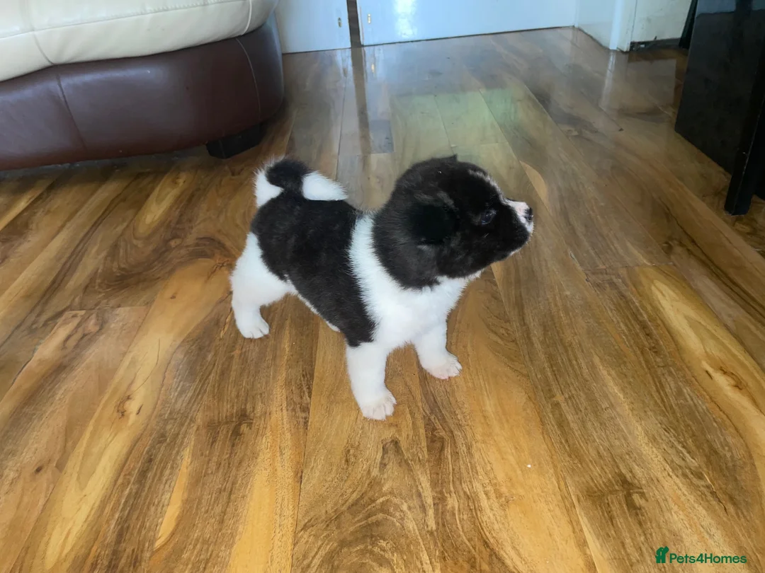 Akita dogs for sale: Stunning Akita Puppy (male) *LAST one reduced* - Advert 2