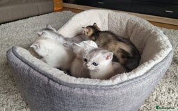 Scottish Fold cats for sale: Beautiful Scottish fold kittens - Image 17