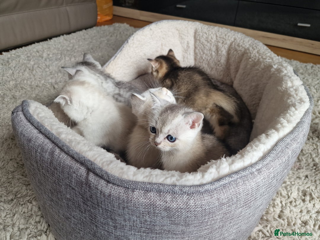 Scottish Fold cats for sale: Beautiful Scottish fold kittens - Image 17