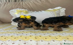 Yorkshire Terrier dogs for sale: Beautiful Yorkshire terrier puppy’s  - Image 5