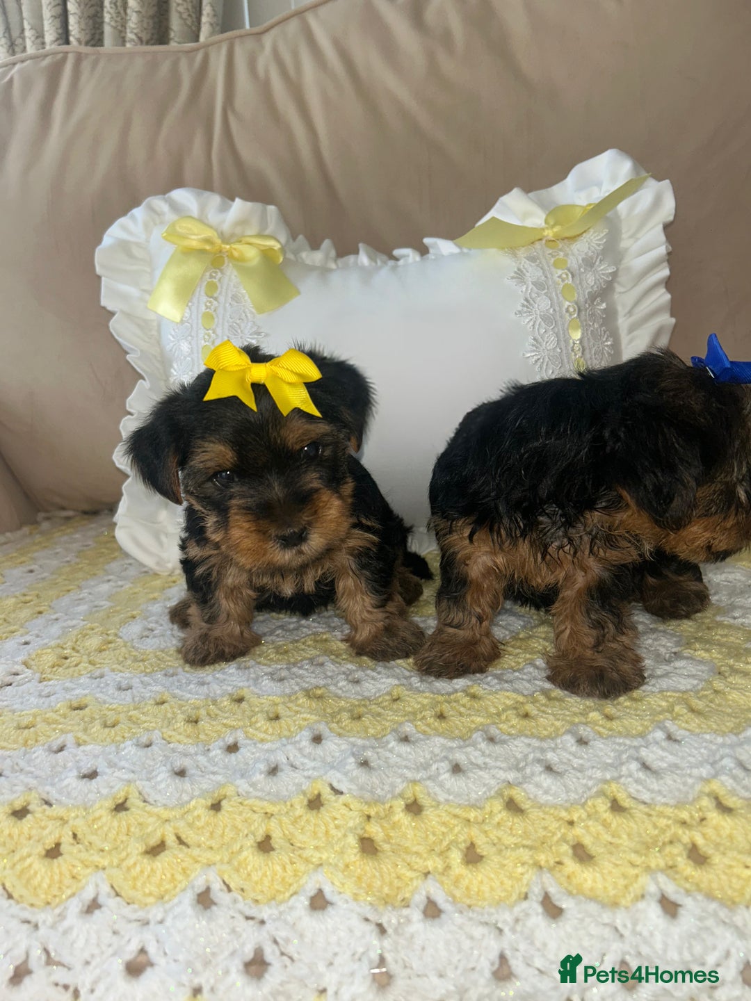 Yorkshire Terrier dogs for sale: Beautiful Yorkshire terrier puppy’s  - Image 5