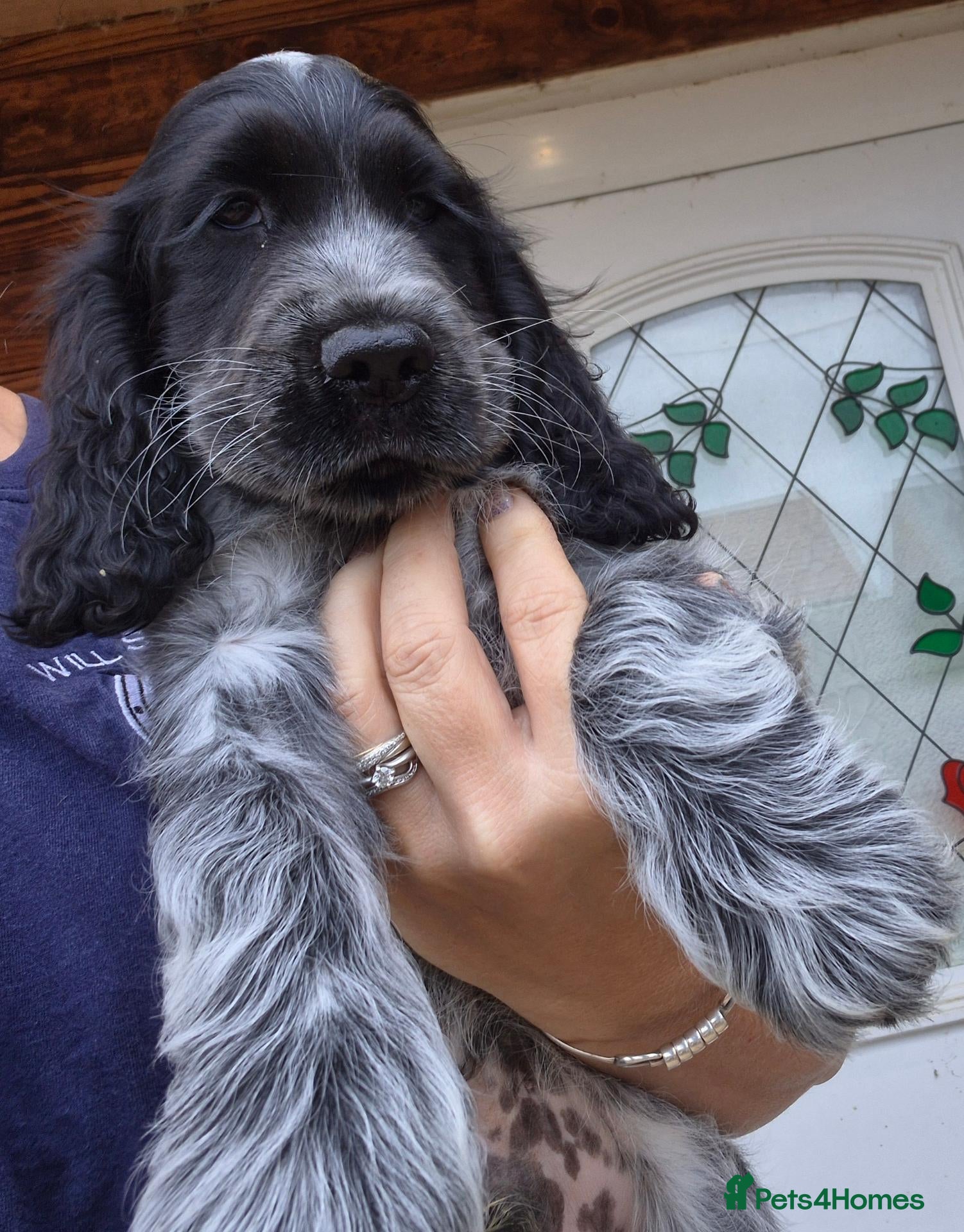 Cocker Spaniel dogs Show type cocker spaniel puppies  - Advert 7