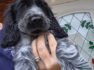 Cocker Spaniel dogs Show type cocker spaniel puppies - Advert 7