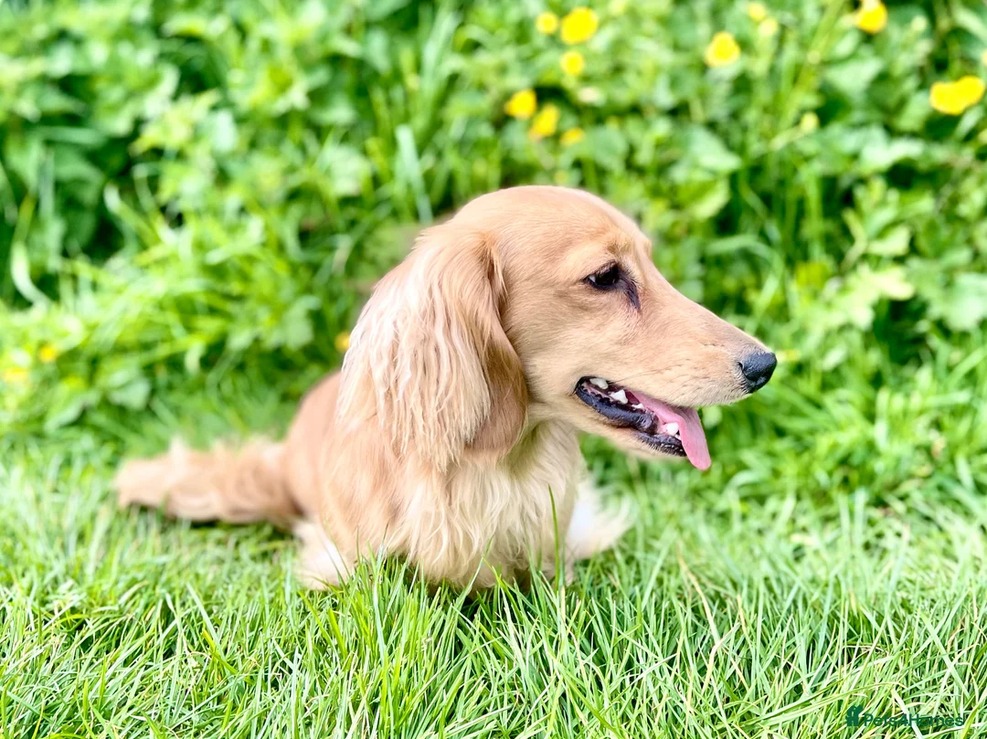 Miniature Dachshund dogs for stud: Proven Stud - Longhaired Cream Miniature Dachshund - Advert 1