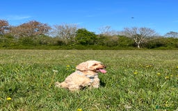 Cockapoo dogs for sale: Healthy friendly miniature apricot cockapoo 🩷 in Paignton - Image 3