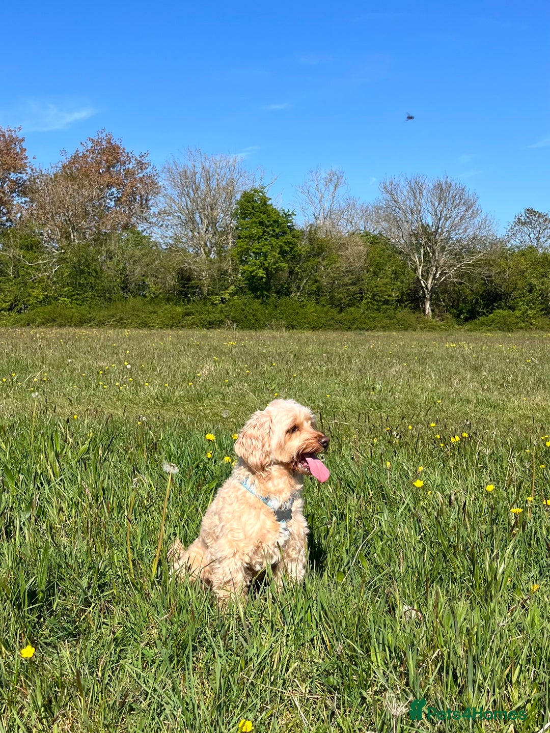 Cockapoo dogs for sale: Healthy friendly miniature apricot cockapoo 🩷 in Paignton - Image 3