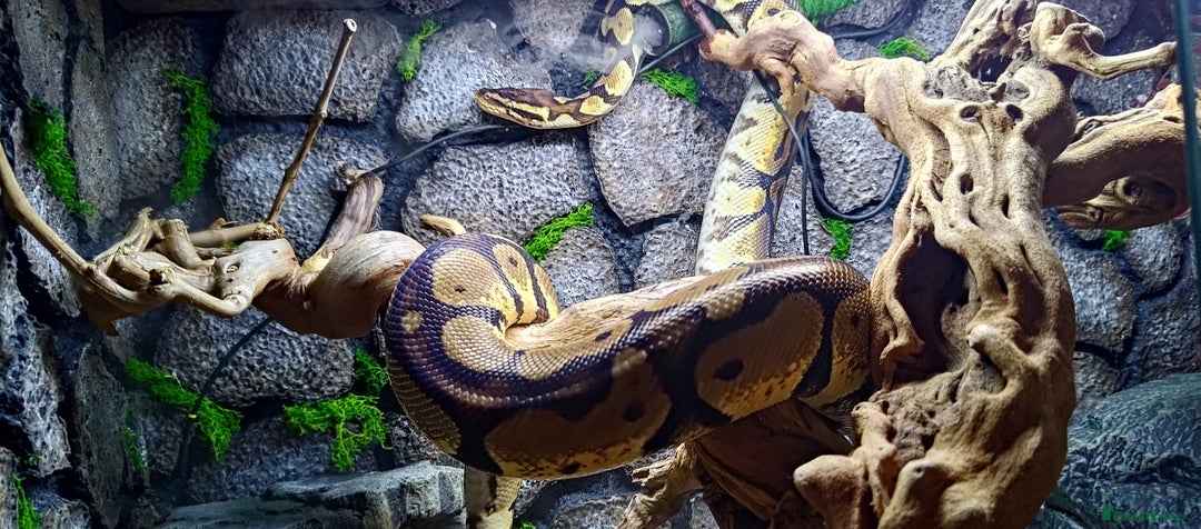Python Snake reptiles for sale: 2 beautiful royal pythons  - Image 2