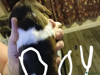 English Springer Spaniel dogs Springer spaniel - Advert 5