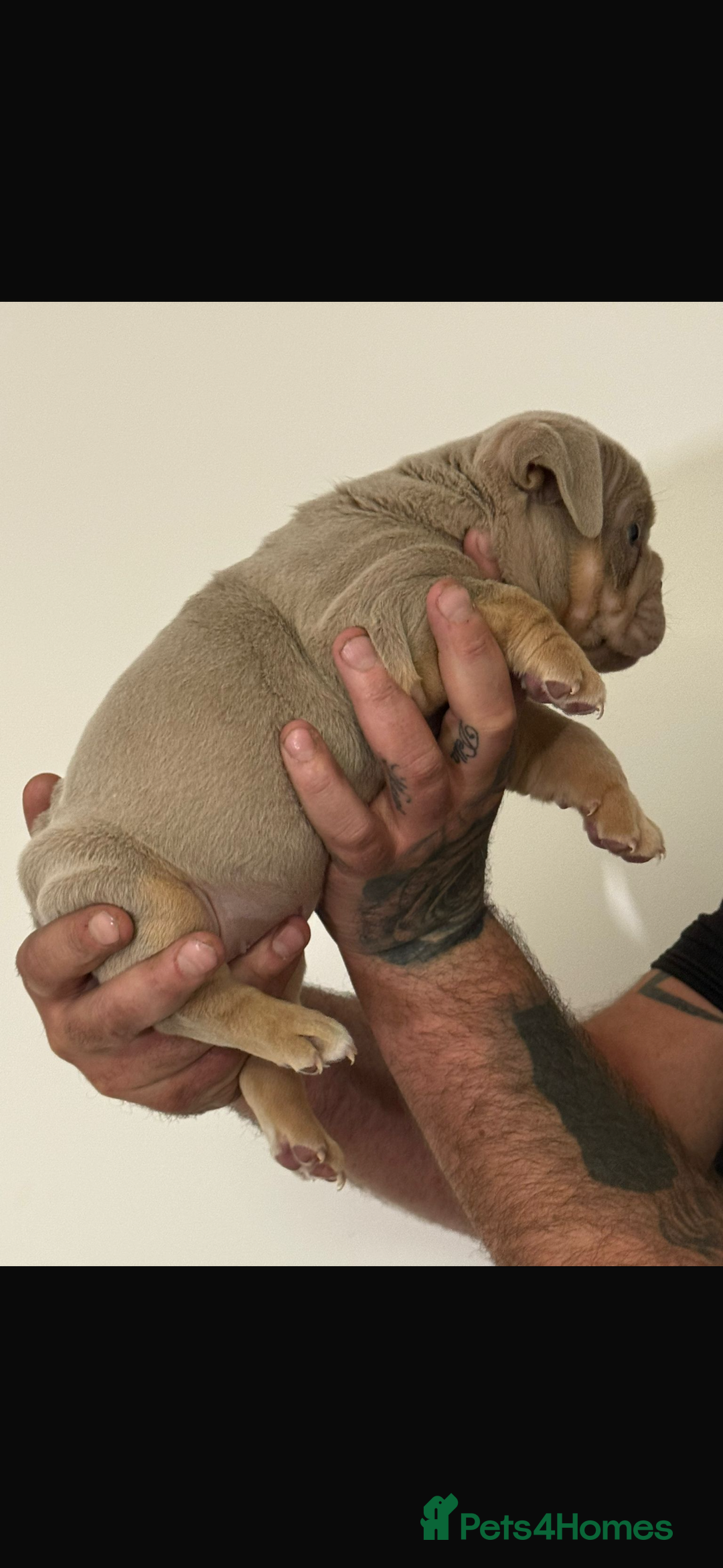 English Bulldog dogs for sale: Fully Suited Lilac & Tan boys  - Image 8