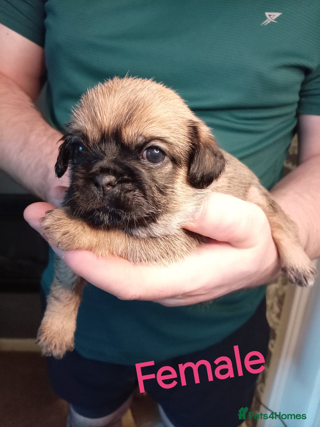 Mixed Breed dogs for sale: Pug x Shih Tzu Pug zu shih pug puppies - Image 7