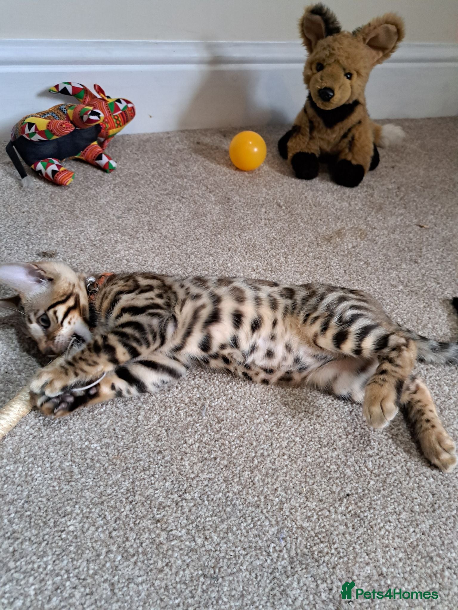 Bengal cats Beautiful TICA Bengal Kittens - Advert 1