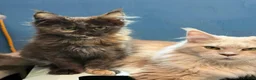 Maine Coon cats for sale: Beautiful TICA Reg kittens - Advert 6