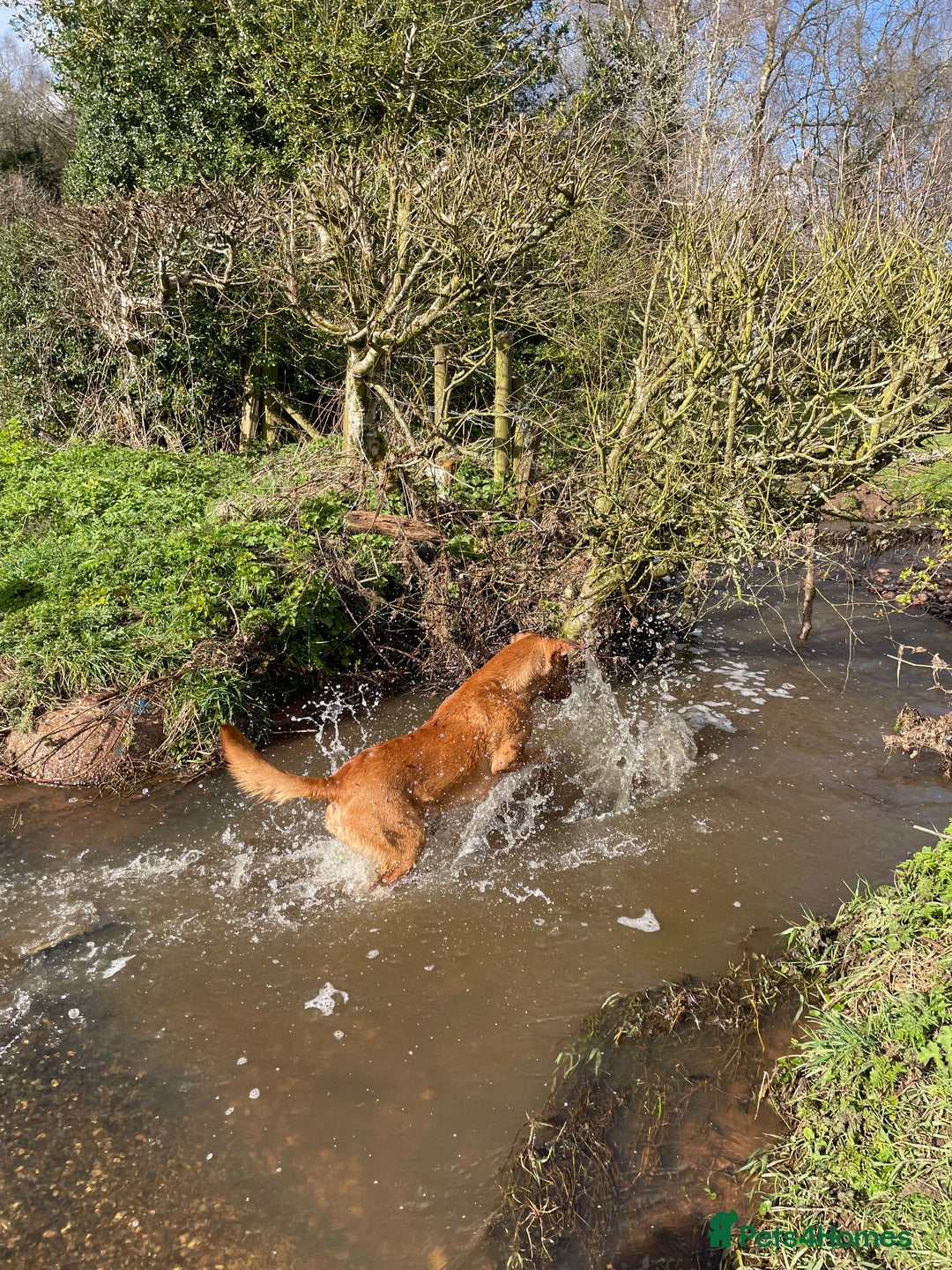 Labrador Retriever dogs for stud: Stunning Proven Fox Red Labrador For Stud in Stoke-on-Trent - Image 7