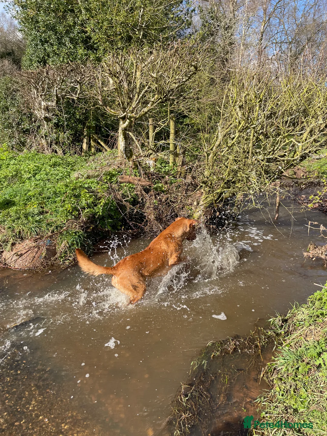 Labrador Retriever dogs for stud: Stunning Proven Fox Red Labrador For Stud in Stoke-on-Trent - Advert 7