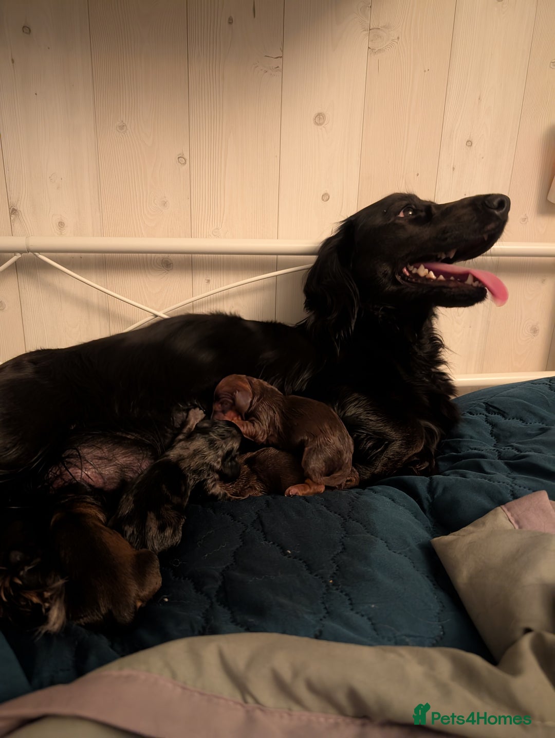 Dachshund dogs for sale: Beautiful Dachshund puppies  - Image 2