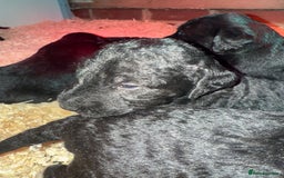 Mixed Breed dogs for sale: Bedlington x whippet Lurcher pups - Image 8