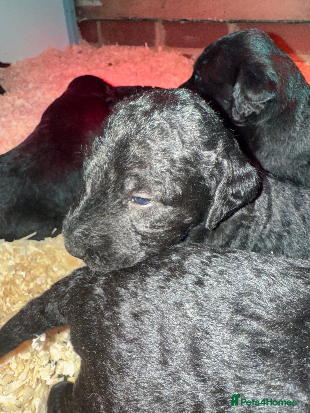 Mixed Breed dogs for sale: Bedlington x whippet Lurcher pups - Image 8