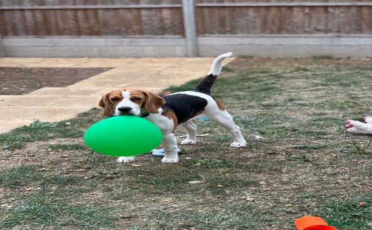 Beagle dogs - Advert 2
