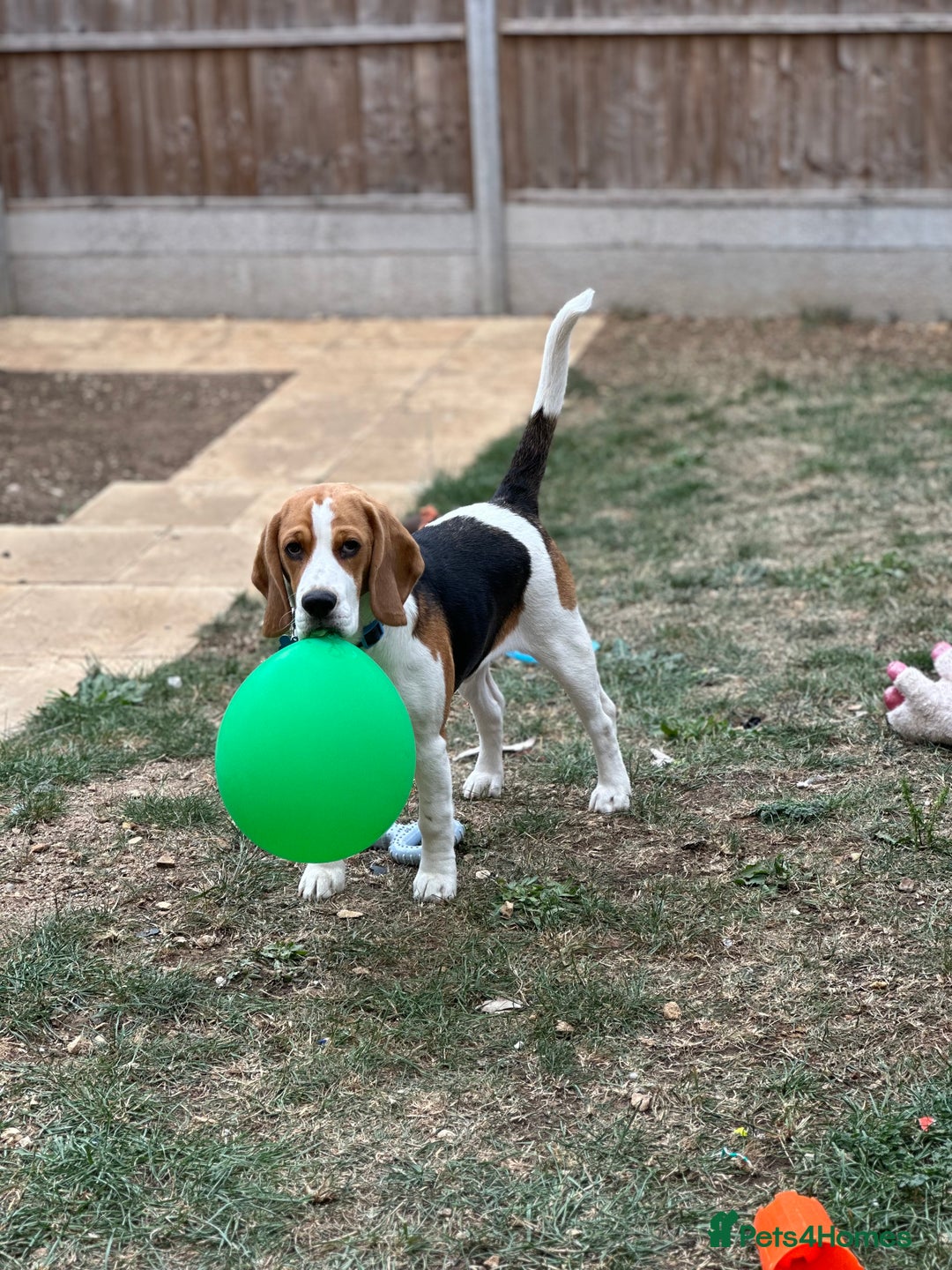 Beagle dogs for sale: Bingo  - Image 1