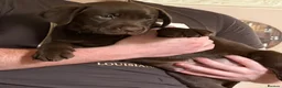 Labrador Retriever dogs for sale: Beautiful litter - Advert 4