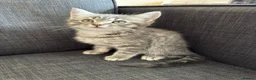 Mixed Breed cats for sale: 4 kittens British short hair  in London - Advert 5