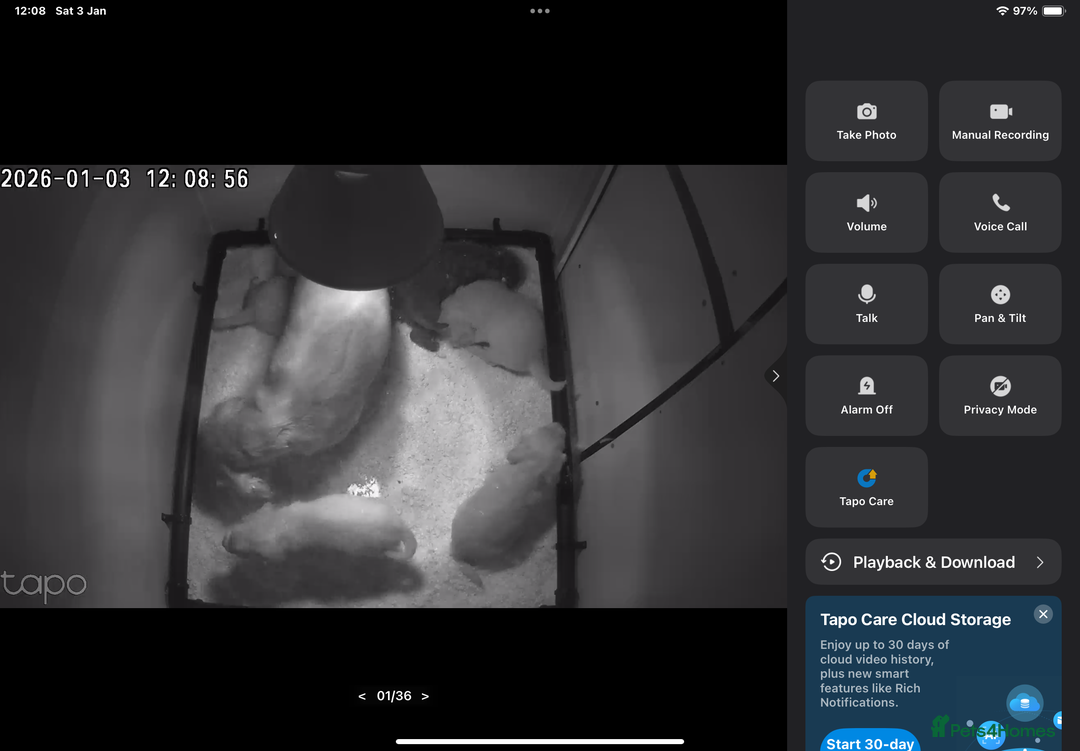 Cocker Spaniel dogs for sale: Hereditary clear working cocker spaniel - Advert 3