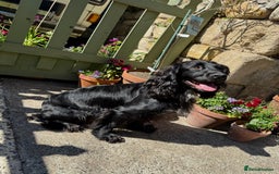 Cocker Spaniel dogs for sale: FTW Sired KC Reg Working Cocker Spaniel Puppies in Stocksfield - Image 4