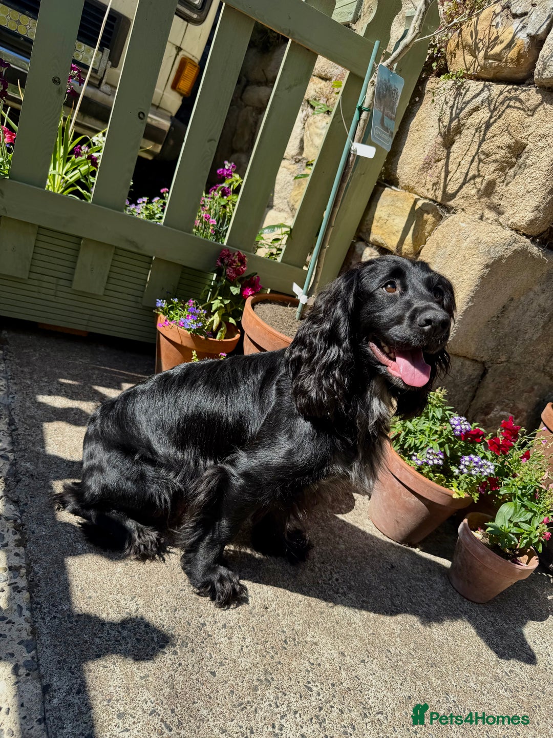 Cocker Spaniel dogs for sale: FTW Sired KC Reg Working Cocker Spaniel Puppies in Stocksfield - Image 4