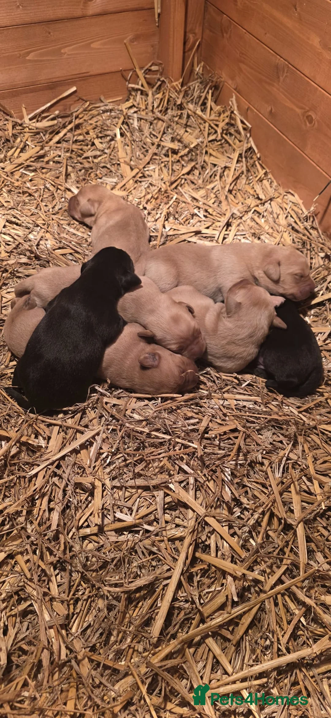 Labrador Retriever dogs for sale: Beautiful Labrador Retriever Puppies for Sale - Advert 5