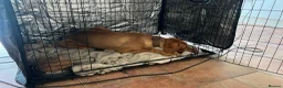 Hungarian Vizsla dogs for sale: Beautiful 7-month-old female Vizsla - Advert 8