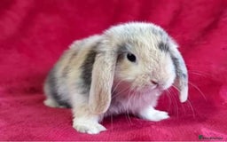 Mini Lop rabbits for sale: MINI LOP BUNNIES PEDIGREE  - Image 4