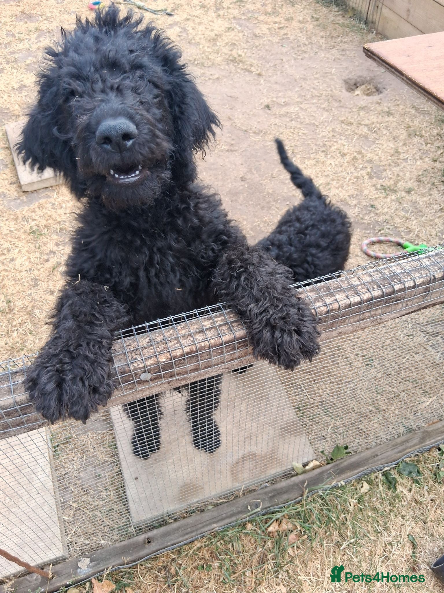 Labradoodle dogs Multi generation Standard labradoodles  - Advert 2