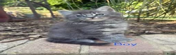 Mixed Breed cats for sale: Sweet kittens for sale  - Advert 4