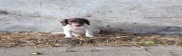 English Springer Spaniel dogs for sale: Springer spaniel pubs  in Tarporley - Advert 2