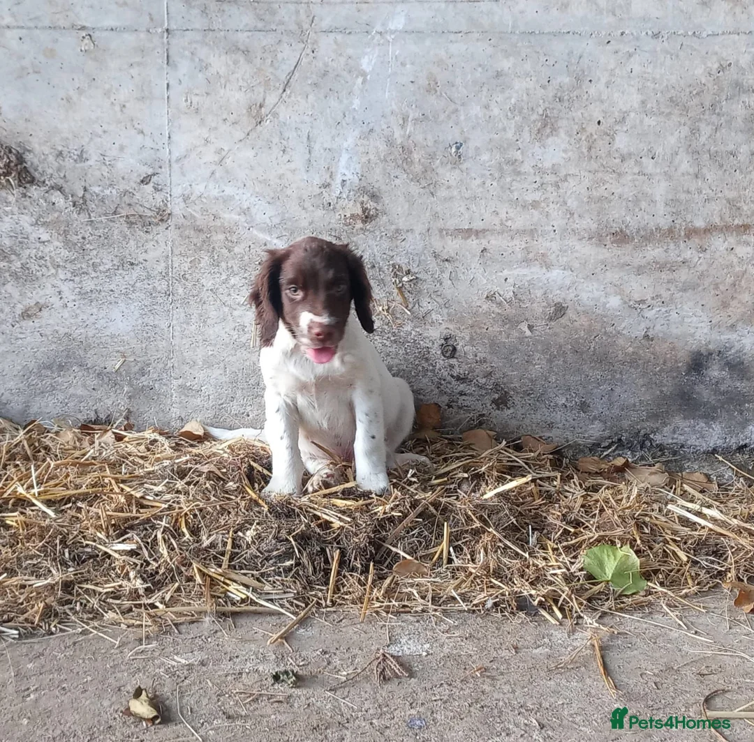 English Springer Spaniel dogs for sale: Springer spaniel pubs  in Tarporley - Advert 2