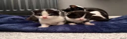 Mixed Breed cats for sale: Beautiful baby girls  in Swindon - Advert 12